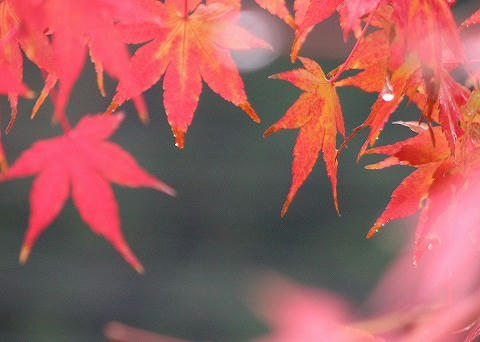 紅葉