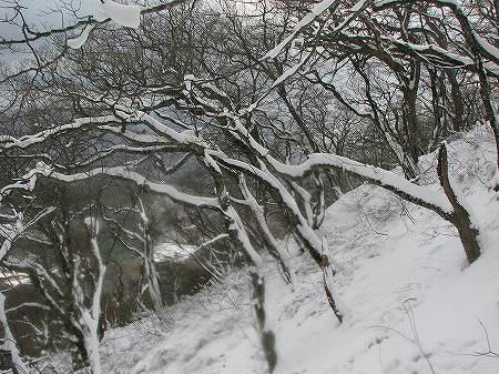 樹と雪の景色