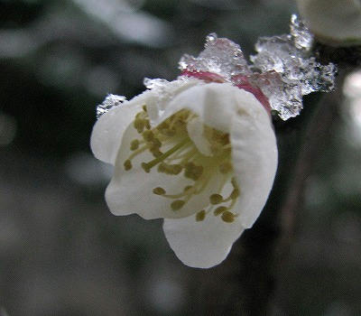 雪梅