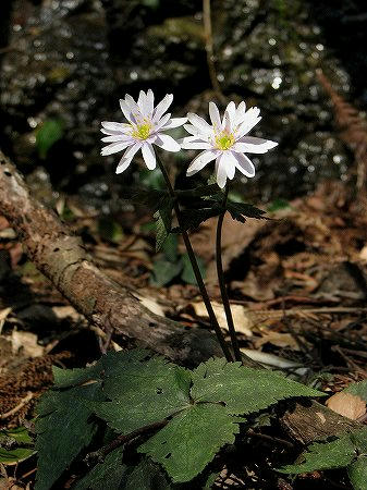ユキワリイチゲ