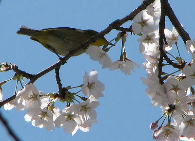 桜にメジロ