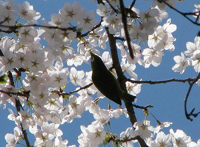 いただきます。