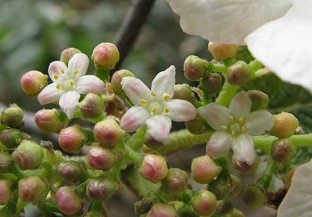 開花三兄弟