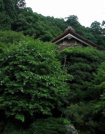 連乗院のナツツバキ