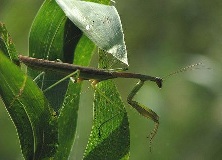 チョウセンカマキリ