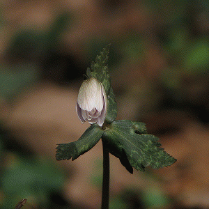 開花