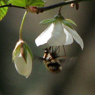 ビロードツリアブ吸蜜中