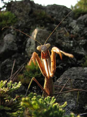 オオカマキリ