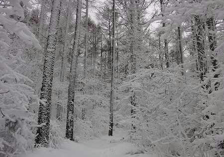 雪林