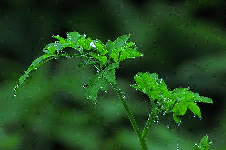 雨滴