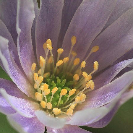 ユキワリイチゲ