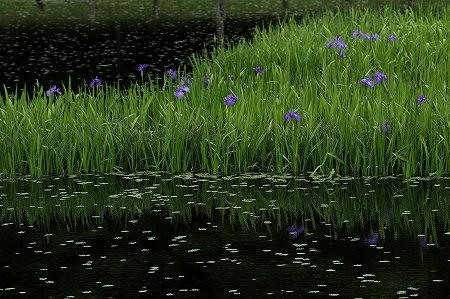 カキツバタ