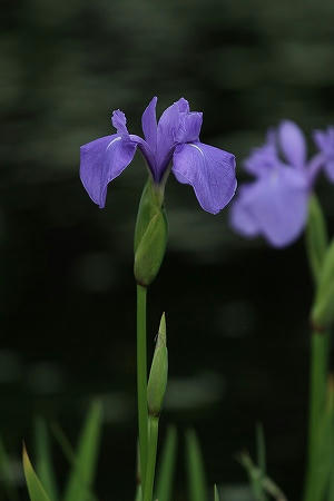 カキツバタ