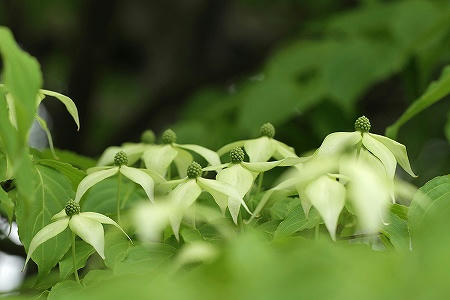 ヤマボウシ