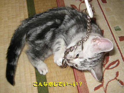 20090320-2.jpg