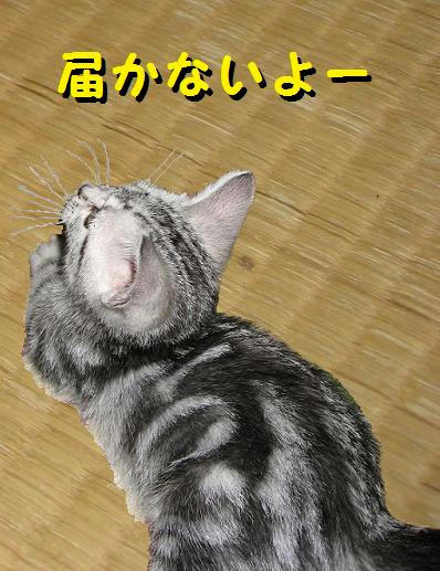 20090408-1.jpg