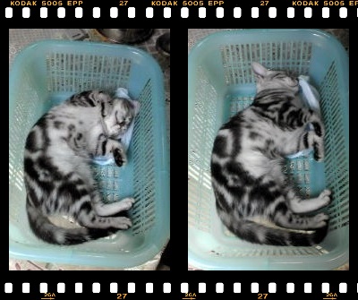 撮影日：2009-04-12