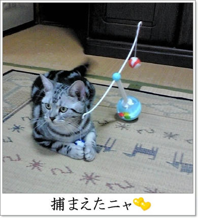 撮影日：2009-11-01