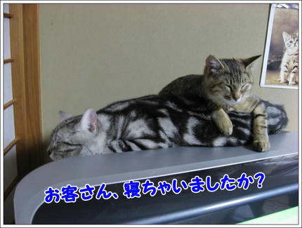 撮影日：2010-01-11