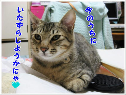 撮影日：2010-02-11