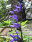ab4a670d.JPG