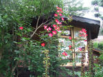50463e15.JPG