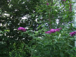 b7656d22.JPG