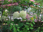 f36320f8.JPG