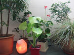 c241c7d0.JPG