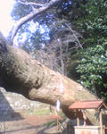 2008_0311_037.jpg