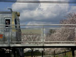 20120407sakura1.JPG