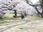 20120407sakura2.JPG