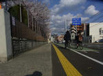 20120407sakura5.JPG