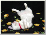 Cats_photo0023.jpg