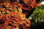 momiji2009112401.jpg