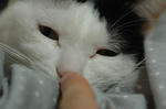 DSC_00100153d.jpg