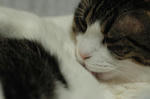 DSC_00640156g.jpg