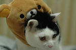 DSC_00730157h.jpg