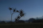 DSC_01580153d.jpg