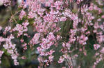 DSC_01850155f.jpg