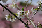 DSC_01940156g.jpg