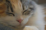 DSC_13170150a.jpg