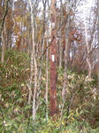 木の中に古い電柱