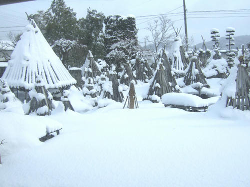 雪囲い