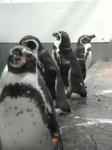 ならぶペンギン