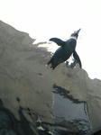 とぶペンギン