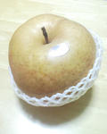 img981.jpg