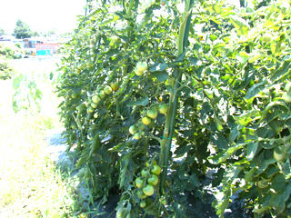 2011072900.jpg
