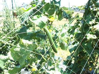 2011072901.jpg