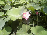 0721-1.jpg
